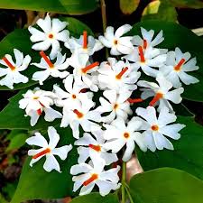 Coral Jasmine Flower Seeds for Planting – Heirloom, Non-GMO, High Germination Organic Garden Seeds