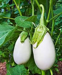 Brinjal Eggplant F1 White Long Seeds for Planting – Heirloom Non-GMO White Vegetable, High Germination