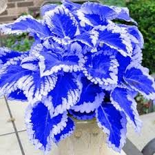 Blue Dragon Coleus Flower Seeds for Planting - Heirloom, Non-GMO, Wildflower Organic Garden Seeds with High Germination