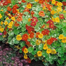 Heirloom Nasturtium Flower seeds for Planting - Wildflower Mix, Heirloom & GMO Free Seeds for Home Garden, 100 pcs