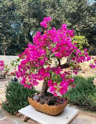 Pink Bougainvillea Flower Seeds for Planting – Heirloom, Non-GMO, High Germination Organic Garden Seeds