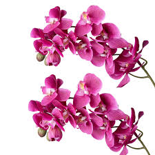 Pink Butterfly Orchid Flower Seeds for Planting – Fragrant Blossoms, Heirloom, Non-GMO, High Germination Organic Garden Seeds