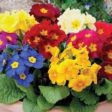 Heirloom Polyanthus Flower Seeds for Planting | Non-GMO, High Germination, Organic Garden Seeds