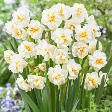 White Yellow Double Narcissus Seeds for Planting – Premium Quality Heirloom Non-GMO Organic Garden Seeds