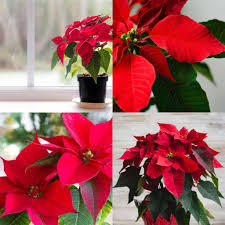 Poinsettia Flower Seeds for Planting – Heirloom, Non-GMO, High Germination Organic Garden Seeds