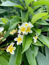 White Frangipani Flower Seeds for Planting – Compact Growth, Heirloom, Non-GMO, High Germination Seeds