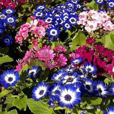 Mixed Color Cineraria Flower Seeds for Planting – Heirloom, Non-GMO, High Germination Cut Flower Favorite