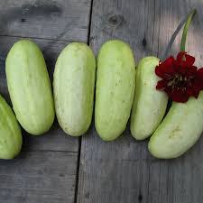 Blonde Cucumber Seeds for Planting – Heirloom, Non-GMO, Organic Garden Seeds, High Germination, Unique Crisp Salad Variety