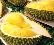 Durian Monthong Seeds – Premium Tropical Fruit Seeds for Garden Planting