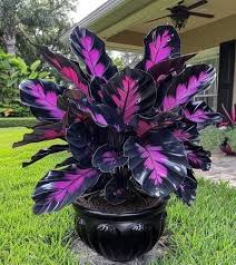 Florida Caladium Flower Seeds for Planting – Heirloom, Non-GMO, Cut Flower Organic Garden Seeds