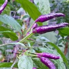 Purple Chilli flower seeds for planting - Heirloom & Non-GMO Garden Seeds