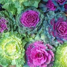 Pink Nagoya Kale flower seeds for planting - Heirloom & Non-GMO Garden Seeds
