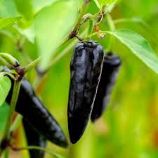 Chili Seeds for Planting Black – Heirloom, Non-GMO, Bold Spice –  Organic Garden Seeds
