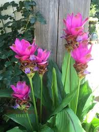 Curcuma Flower seeds for Planting - Premium Quality, Heirloom & GMO Free Seeds for Home Garden, 100pcs
