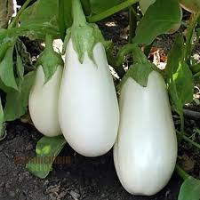 Brinjal Eggplant F1 White Long Seeds for Planting – Heirloom Non-GMO White Vegetable, High Germination