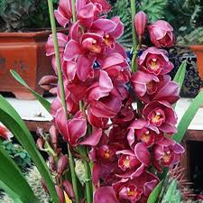Heirloom Cymbidium Orchid Flower Seeds for Planting – Non-GMO, High Germination, Organic Garden Seeds for Seasonal Blooms