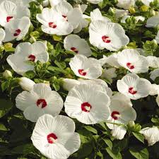White Hibiscus Flower Seeds for Planting – Heirloom, Non-GMO, High Germination Compact Growth