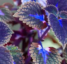 Blue Dragon Coleus Flower Seeds for Planting - Heirloom, Non-GMO, Wildflower Organic Garden Seeds with High Germination