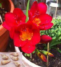 Red Freesias Flower Seeds for Planting - Colorful Display, Heirloom &amp; GMO Free Seeds for Home Garden Non-GMO