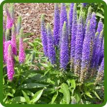 Veronica Flower Seeds for Planting – Pollinator Friendly, Heirloom, Non-GMO, High Germination Garden Seeds