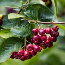 Red Russian Blueberry tree seeds for planting - Heirloom & Non-GMO garden seeds for unique tangy berries