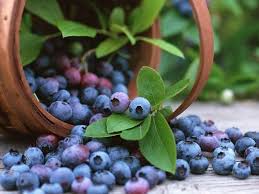 Blueberry Fruit Seeds for Planting – Heirloom, Non-GMO, Organic Berry Seeds