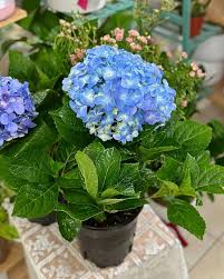 Sea Blue Hydrangea Flower Seeds for Planting | Heirloom Non-GMO High Germination