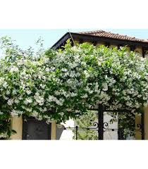 Silver Carpet Flower Seeds for Planting – Heirloom, Non-GMO, Cottage Garden Essential Organic Garden Seeds