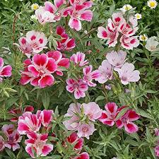 Godetia Flower Seeds for Planting – Heirloom Non-GMO Sun Loving Organic Garden Seeds