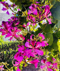 Bauhinia Flower Seeds for Planting – Cut Flower Favorite, Heirloom, Non-GMO, High Germination Seeds