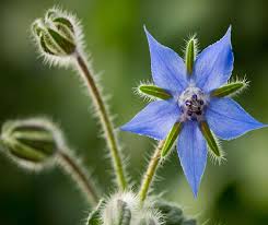 Dark Blue Borage Flower seeds for Planting - Low Maintenance, Heirloom & GMO Free Seeds for Home Garden | Non-GMO High Germination