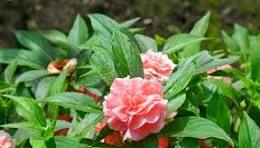 Pink Balsam Camellia Flower Seeds for Planting – Low Maintenance, Heirloom & Non-GMO Organic Garden Seeds