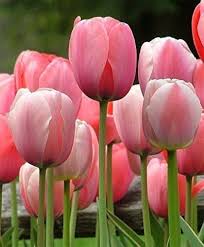 Red Pink Tulip Flower Seeds for Planting - Heirloom, Non-GMO, Sun-Loving Organic Garden Seeds with High Germination