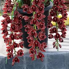Heirloom Cymbidium Orchid Flower Seeds for Planting – Non-GMO, High Germination, Organic Garden Seeds for Seasonal Blooms
