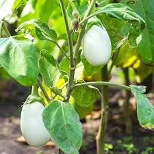 Brinjal Eggplant F1 White Long Seeds for Planting – Heirloom Non-GMO White Vegetable, High Germination