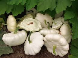 Squash Patisson White Seeds for Planting – Heirloom Non-GMO, High Germination Organic Garden Seeds