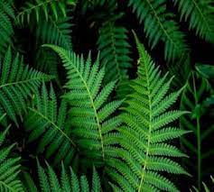Vegetable Seeds,Garden seeds, Seeds For Planting,Plant Seeds