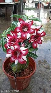 Adenium Flower Seeds for Planting, Heirloom Non-GMO, High Germination Organic Garden Seeds