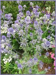 Eryngium Flower Seeds for Planting – Garden Favorite, Heirloom, Non-GMO, High Germination Organic Garden Seeds