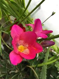 Freesia Flower Seeds for Planting – Pollinator Friendly, Heirloom, Non-GMO, High Germination Organic Garden Seeds