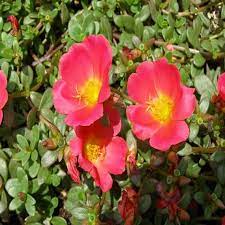 Flower Seeds, Seeds,Seeds For Planting,Plant Seeds