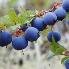 Blueberry Fruit Seeds for Planting – Heirloom, Non-GMO, Organic Berry Seeds