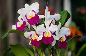 Pink White Cattleya Hybrida Flower Seeds for Planting – Perfect for Borders, Heirloom, Non-GMO Seeds for Home Garden