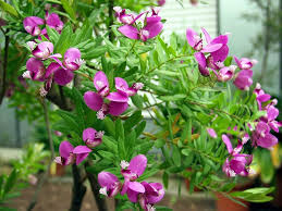 September Bush Flower Seeds for Planting – Cottage Garden Essential, Heirloom, Non-GMO, High Germination Seeds