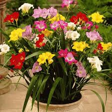 Mixed Freesia Flower Seeds for Planting | Heirloom Non-GMO High Germination Organic Garden Seeds