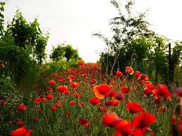Streptosolen Flower Seeds for Planting – Wildflower Mix, Heirloom, Non-GMO, High Germination Seeds