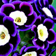 Flower Seeds, Seeds,Seeds For Planting,Plant Seeds