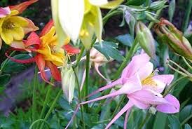 Tower Columbine Flower Seeds for Planting – Perfect for Borders, Heirloom, Non-GMO, High Germination Organic Garden Seeds