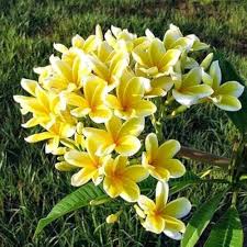 Yellow Frangipani Flower Seeds for Planting | Heirloom Non-GMO Organic Garden Seeds