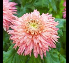 Chrysanthemum Flower Seeds for Planting – Long Bloom Season, Heirloom, Non-GMO & High Germination Seeds
